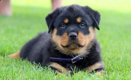 regalo cuccioli di tipo rottweiler con i capelli corti