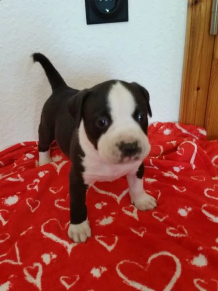  regalo cuccioli pitbull