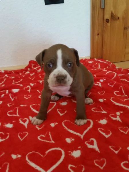  regalo cuccioli di pitbull