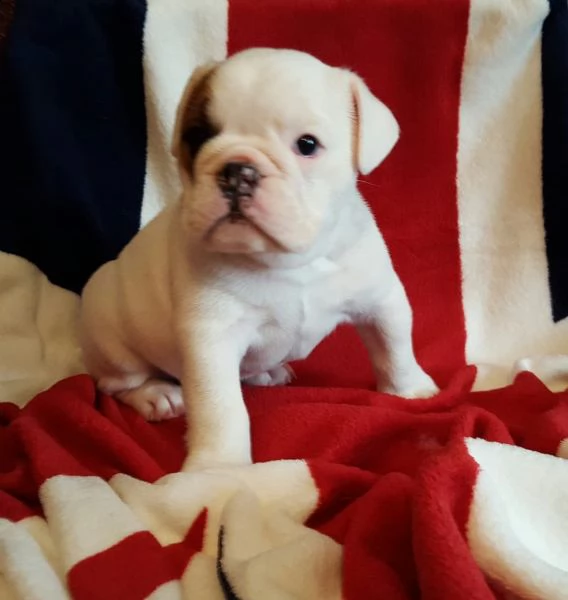  regalo bulldog cuccioli disponible