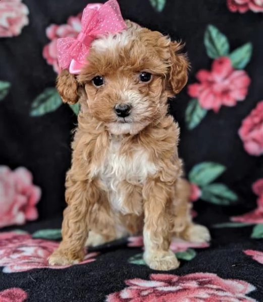  cuccioli di barboncino  femminucce e maschietti disponibili .