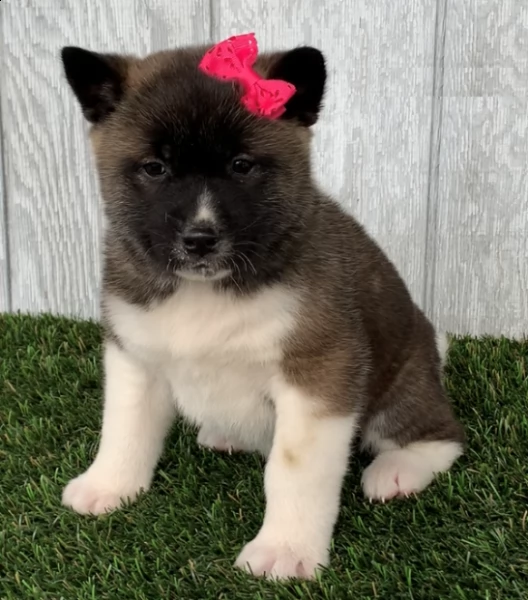 regalo akita cuccioli meravigliosi ! 