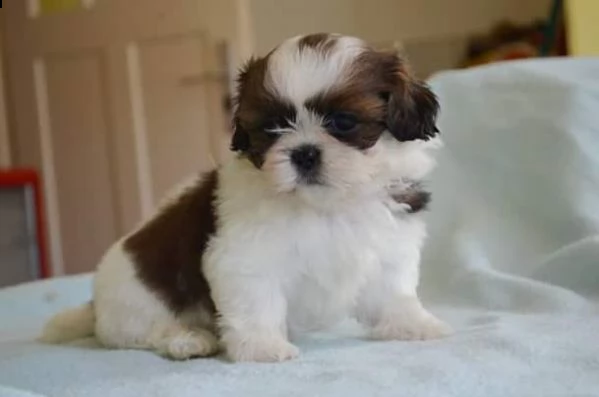  regalo cuccioli shih tzu