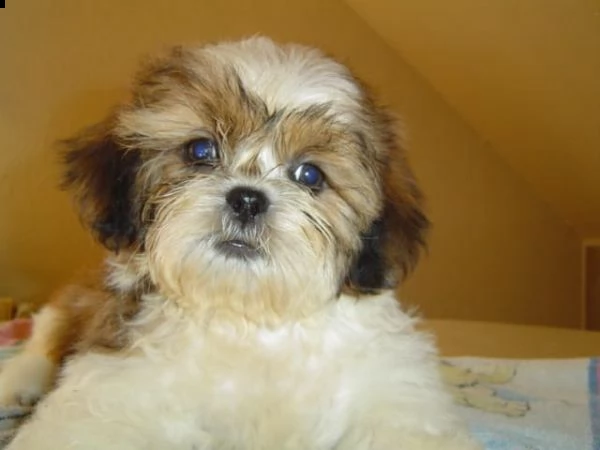  regalo cuccioli shih tzu