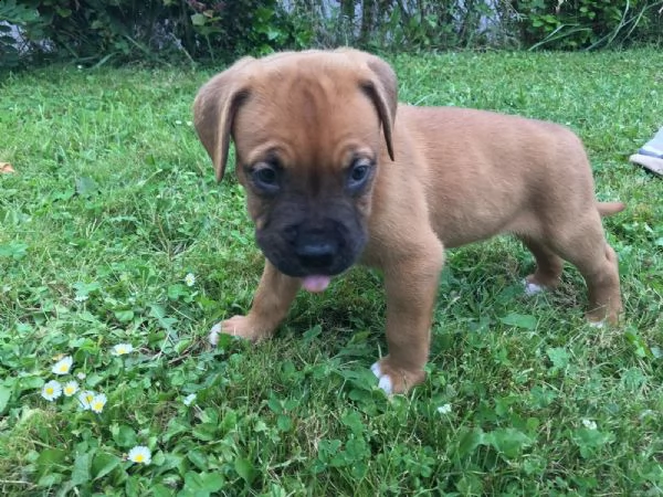  regalo cuccioli boxer