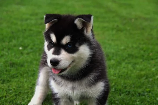  regalo siberian husky cuccioli, maschio e femmina