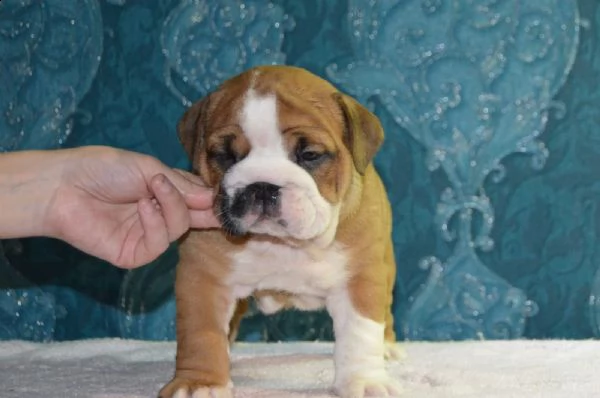  cuccioli inglese bulldog disponibili per adozione