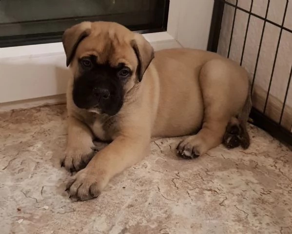 bellissimo cuccioli razza bullmastiff | Foto 2