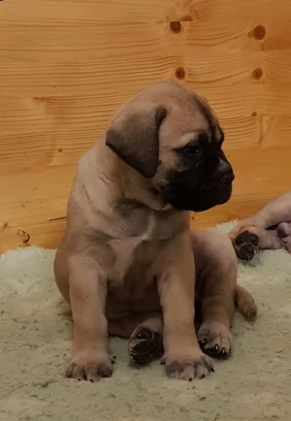 bellissimo cuccioli razza bullmastiff