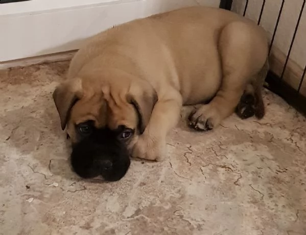 bellissimo cuccioli razza bullmastiff | Foto 1