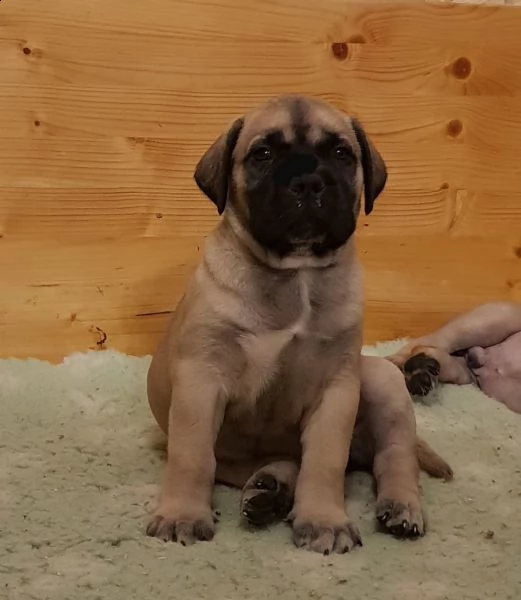 bellissimo cuccioli razza bullmastiff | Foto 0