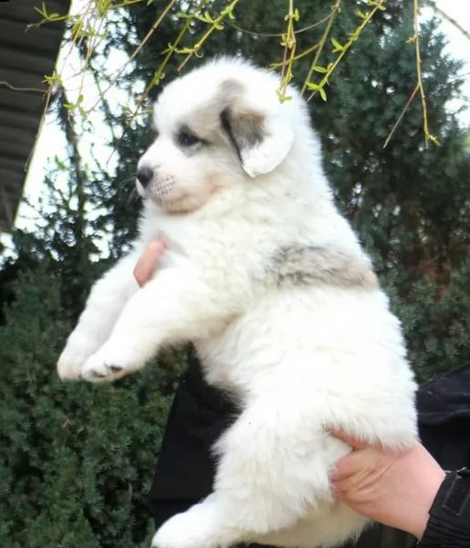 cane da montagna dei pirenei | Foto 0