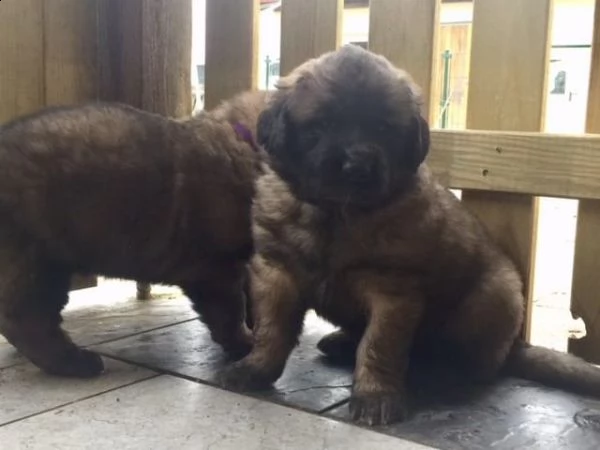 ultimi cuccioli leonberger disponibili