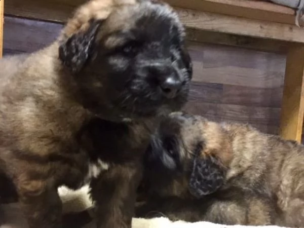 ultimi cuccioli leonberger disponibili | Foto 0