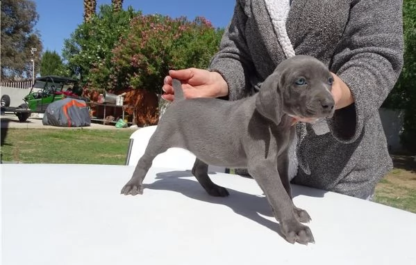 cuccioli di weimaraner a pelo corto maschio e femmina | Foto 0