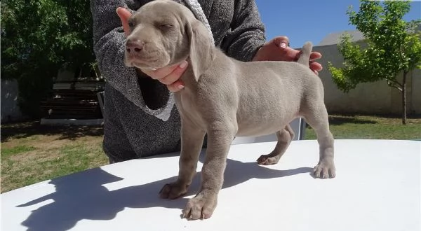 cuccioli di weimaraner a pelo corto maschio e femmina