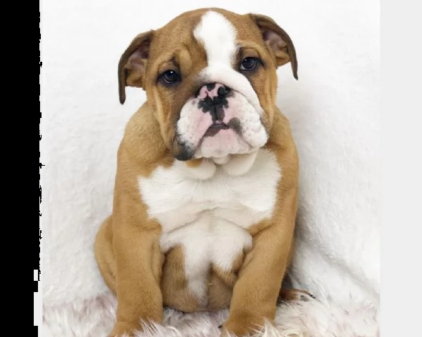 bulldog inglesi cuccioli | Foto 0