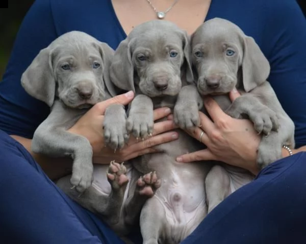 cuccioli di weimaraner per adozione