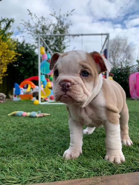 regalo bulldog inglese cuccioli con pedigree