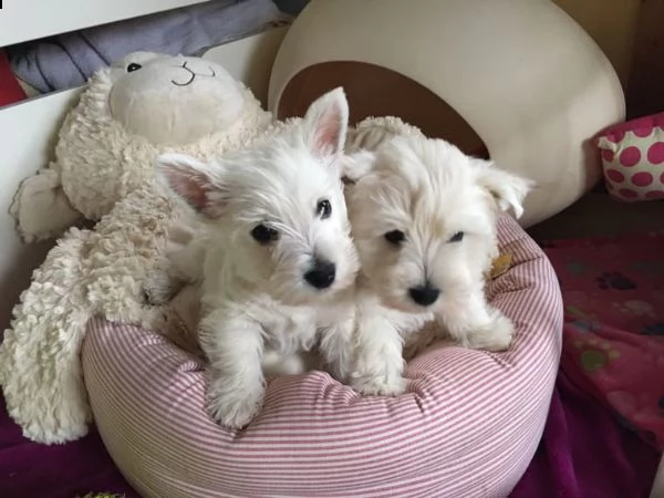 regalo adorabili cuccioli  west highland terrier bianco femminucce e maschietti disponibili