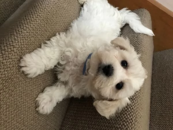 disponibili bichon frise | Foto 1