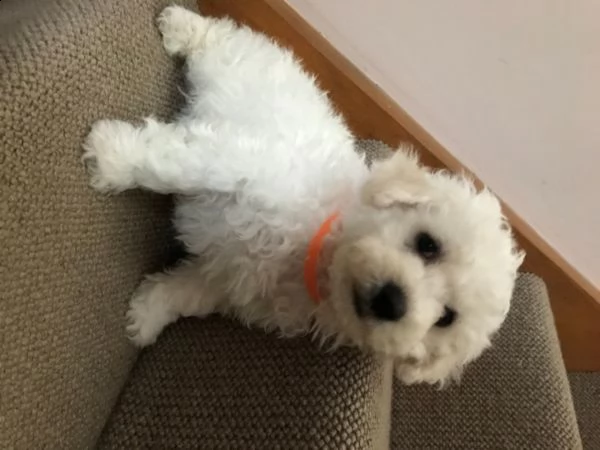 disponibili bichon frise | Foto 0