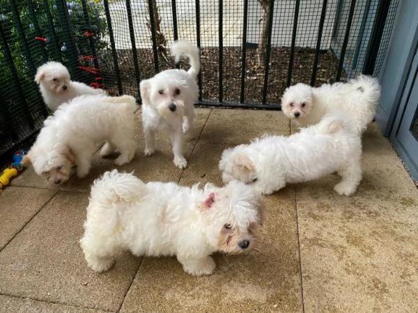 bichon frise molto dolci e affettuosi | Foto 0