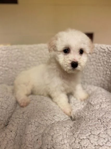 simpatici pedigree bichon frise | Foto 3