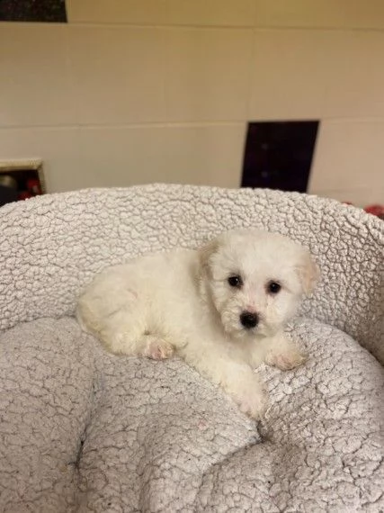 simpatici pedigree bichon frise | Foto 1