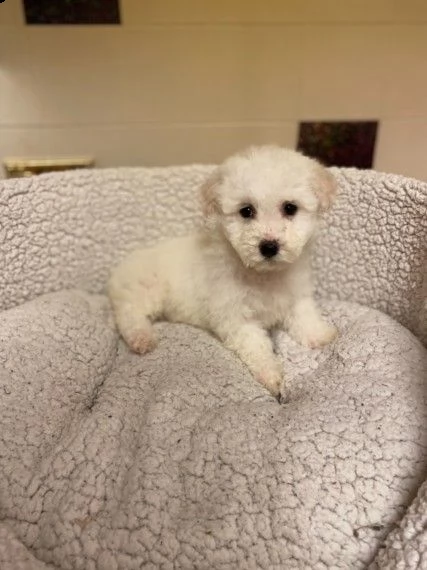 simpatici pedigree bichon frise