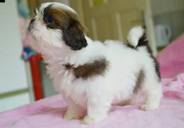  regalo cuccioli shih tzu