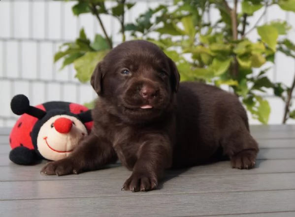  regalo bello labrador  cuccioli maschi e femmine