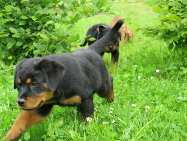 regalo cuccioli di tipo rottweiler con i capelli corti