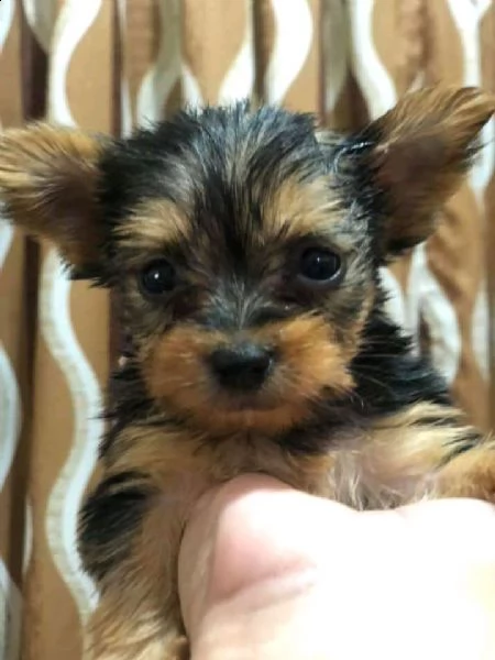 3 cuccioli di yorkie mini toy 