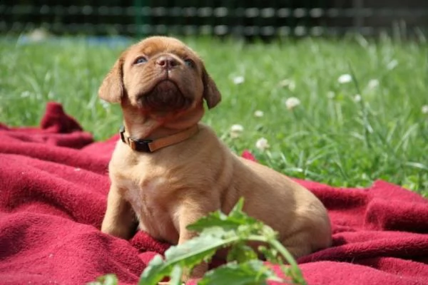 regalo bellissimi maschi e femmine dogue de bordeaux cuccioli