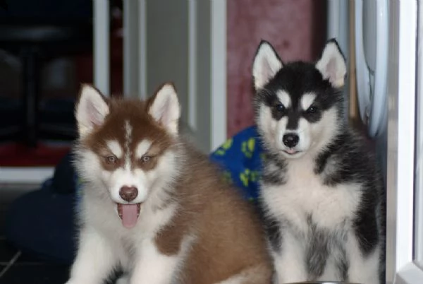 alaskan malamute cuccioli