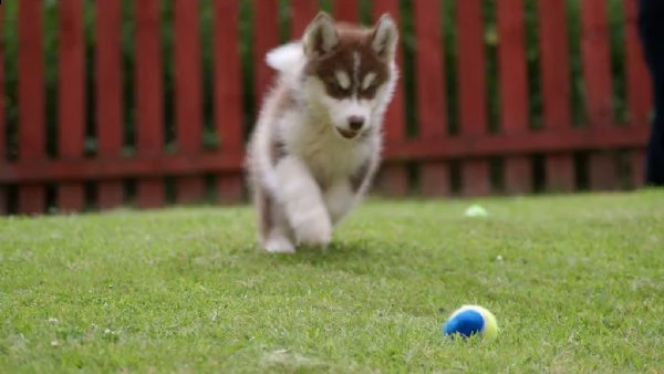 alaskan malamute cuccioli | Foto 2