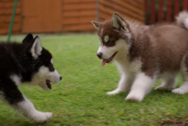 alaskan malamute cuccioli | Foto 1