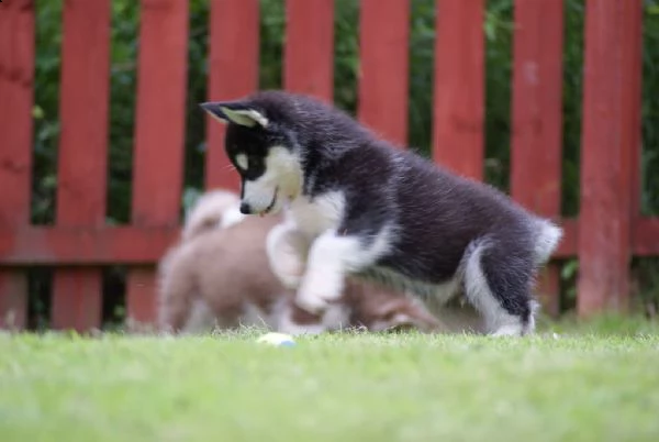 alaskan malamute cuccioli | Foto 0