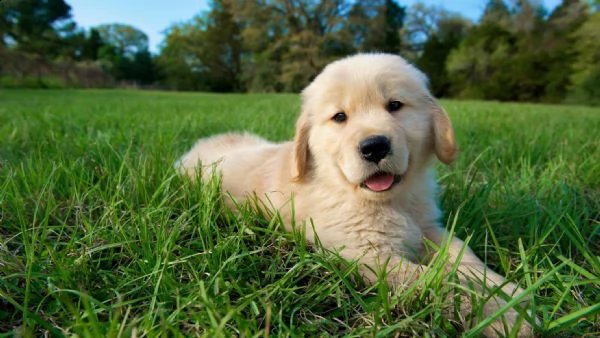 2 cuccioli golden retriever disponibili per l'adozione gratuita. i cuccioli sono molto sani giocosi 