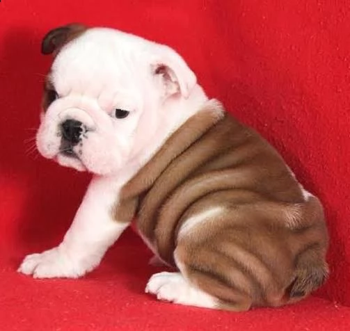 bellissimi cuccioli bulldog inglese disponibili per l'adozione gratuita. i cuccioli sono molto sani 