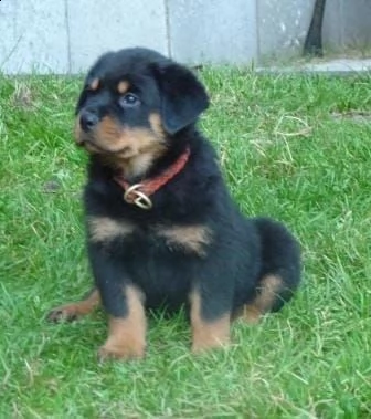 regalo cuccioli di tipo rottweiler con i capelli corti