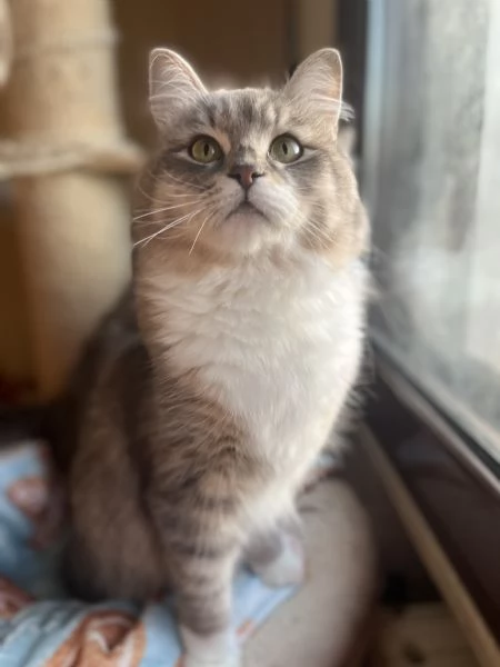 gatto siberiano