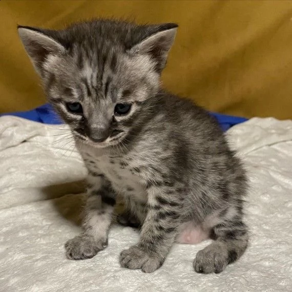 fantastici cucciolini di savanna | Foto 1