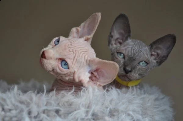 gatti di canadian sphynx