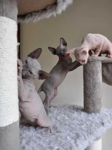 gatti di canadian sphynx | Foto 0