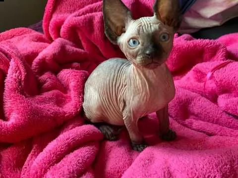 gattini sphynx canadian | Foto 0