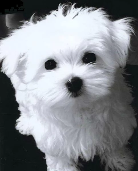 bellissimi cuccioli maltese toy disponibili per l'adozione gratuita. i cuccioli sono molto sani gioc