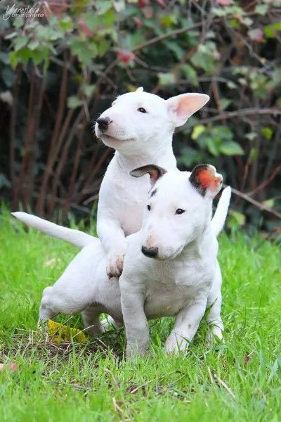 4 cuccioli bull terrier disponibili per l'adozione gratuita. i cuccioli sono molto sani giocosi inte