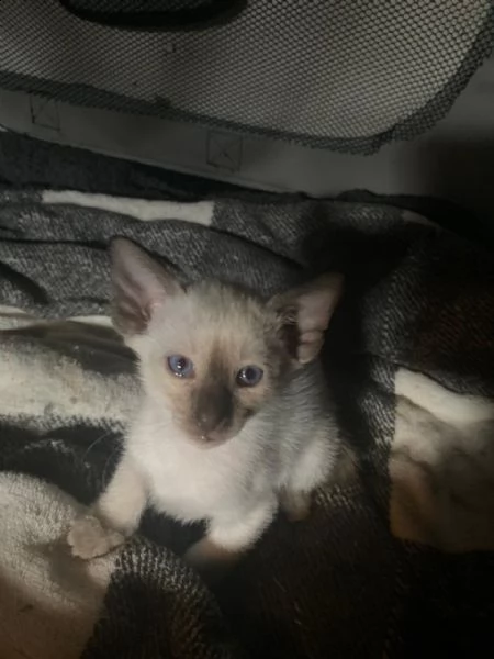 siamese gattini vaccinati | Foto 1